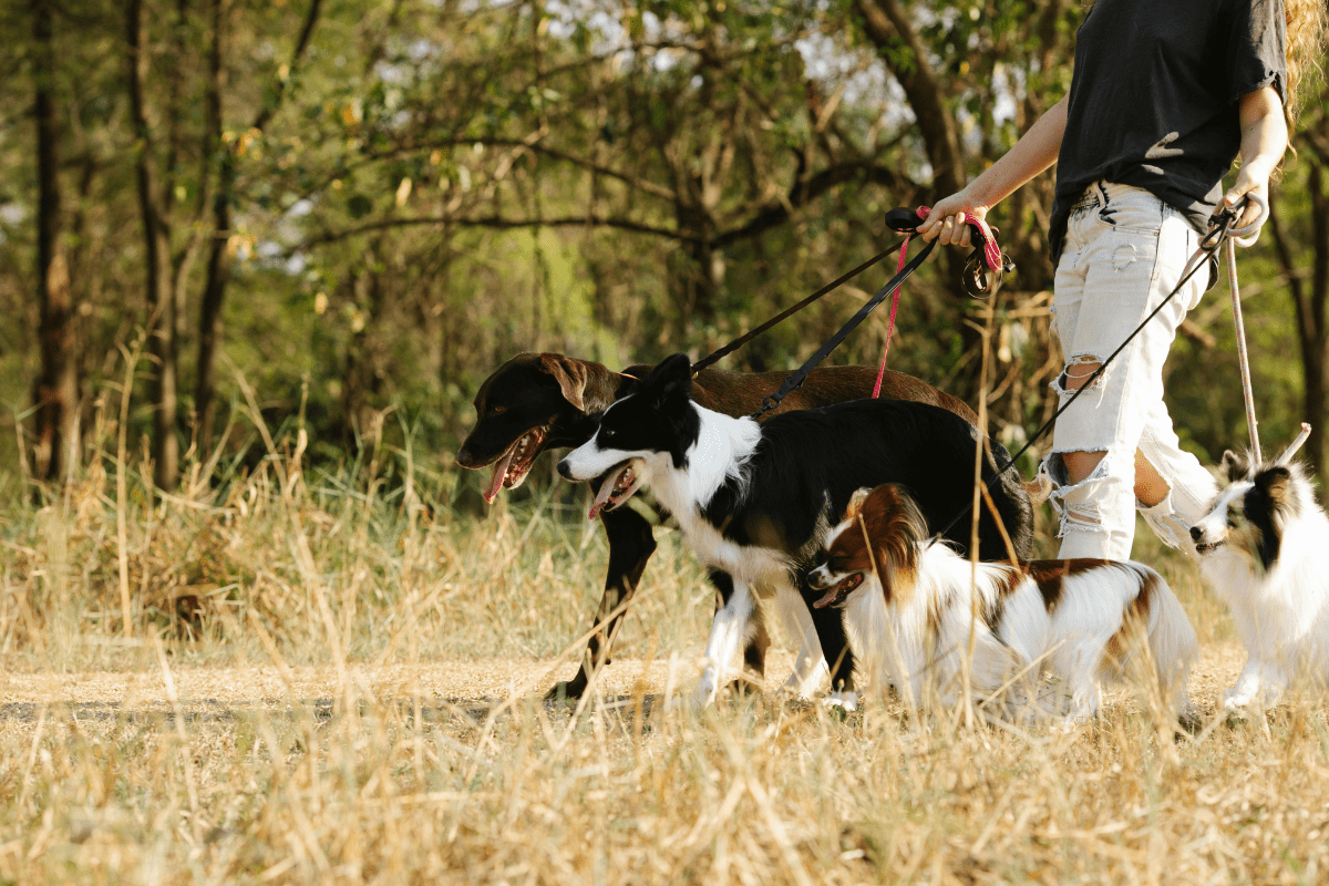 A Man Walking Four Dogs At a Time Illustrating Side Hustles That Pay Daily